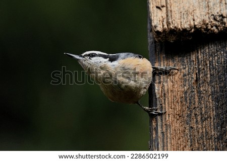 The red-breasted nuthatch is a small songbird. The adult has blue-grey upperparts with cinnamon underparts, a white throat and face with a black stripe through the eyes beautiful bird picture 