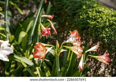 Garden amaryllis lily Stock Photos and Images. Red flower with latin name Amaryllis or Hippeastrum