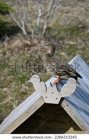a wild duck is perched on the pitched roof of a wooden house