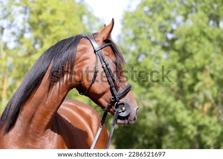 Portrait close up of a beautiful young chestnut stallion. Headshot of a purebred horse against natural background at rural ranch on horse show summertime outddors Royalty-Free Stock Photo #2286521697