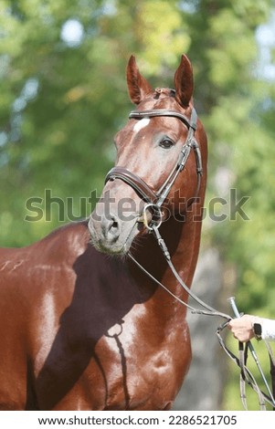Portrait close up of a beautiful young chestnut stallion. Headshot of a purebred horse against natural background at rural ranch on horse show summertime outddors Royalty-Free Stock Photo #2286521705