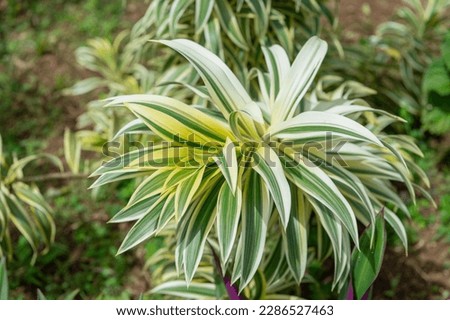 dracaena plant with leaves. dracaena plant in nature. dracaena plant outdoor. Royalty-Free Stock Photo #2286527463