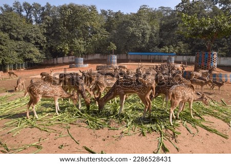A group of deer eating leaves in zoo dhaka bangladesh