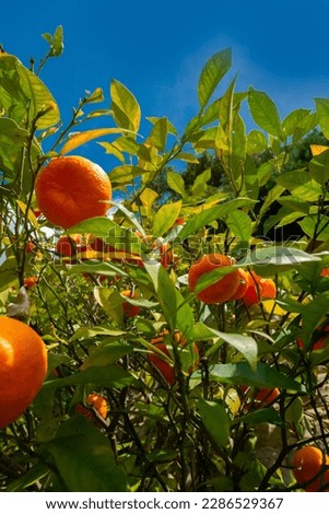 Bitter orange, Sour Orange - bigarade orange tree in the detail Royalty-Free Stock Photo #2286529367
