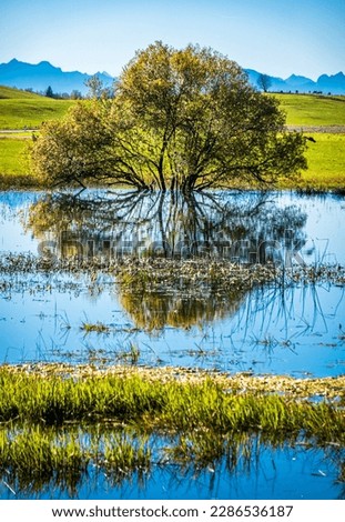 tree at a lake in austria - photo