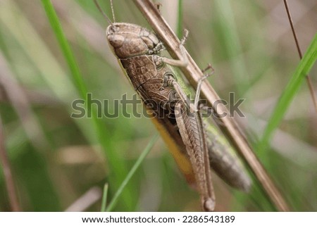 close up picture of a locust