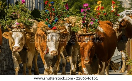 The "cattle descent" parade of decorated cows moves through the village of Lauterbrunnen, Switzerland. Royalty-Free Stock Photo #2286546151