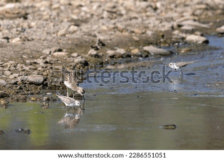 sandpiper (Tringa totanus) and other waders looking for food in water