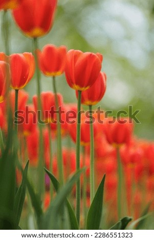 blooming red tulips in park on flower bed. spring fresh flowers in sunlight. grow plants in garden for sale in flower salon. florists, bouquet as gift