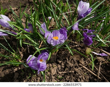 bright purple spring flowers close-up