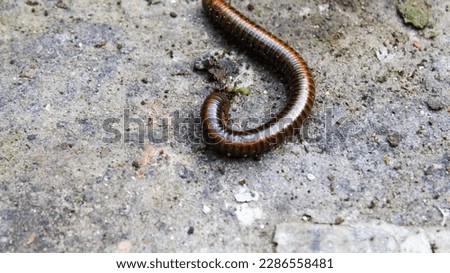 Millipedes or spirostreptus are animals whose movements are slow and when touched they quickly roll themselves up.
