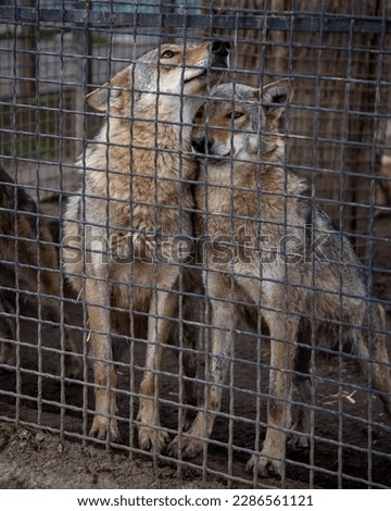 two wolfs in zoo shelter