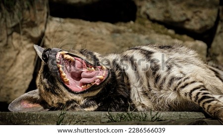 Bad hyena with open mouth 