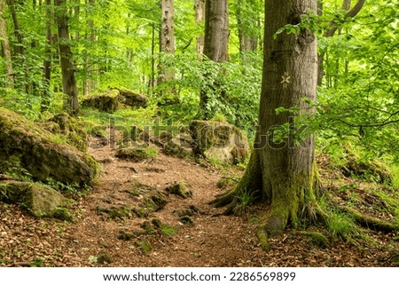 Moss-covered rocks and huge old beech trees line the "Ith-Hils-Weg" hiking trail in a springtime forest on the Ith ridge, Weserbergland, Germany Royalty-Free Stock Photo #2286569899