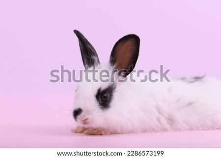 Cute bunny easter rabbit stands up on two legs, running around and sniffing, looking around, on pink screen background. Symbol of easter day festival. summer season.