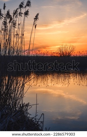 Beautiful summer evening landscape. Dry tree and grass reflecting in the river. Photo taken in Pinczow, Poland. 