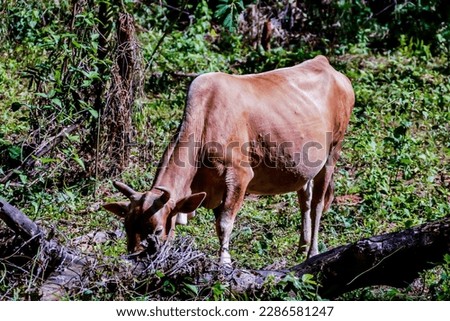 cow in forest, beautiful photo digital picture
