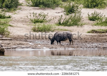 buffalo in water, beautiful photo digital picture