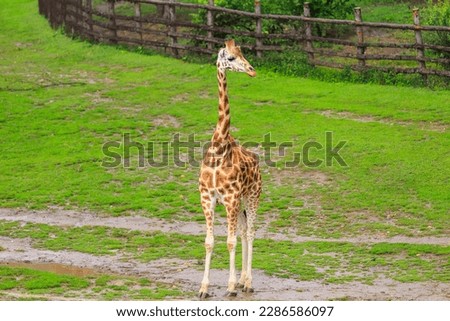 Very beautiful giraffe. Background with selective focus and copy space for text