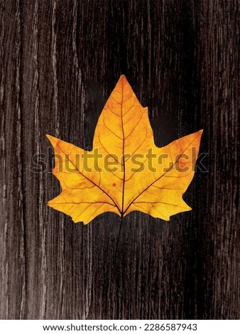 Bright yellow leaf contrasting with dark wood texture. Perfect for natural and rustic projects
