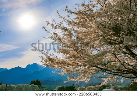  Scenery of sanehara Cherry Blossom Trees with mt.kaikoma.  Mt.Hokuto City,  Yamanashi Prefecture, japan Royalty-Free Stock Photo #2286588433