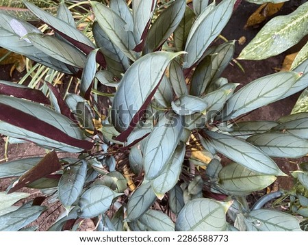 The exotic Ctenanthe Setosa Grey Star plant has silver-colored leaves with dark leaf veins.  