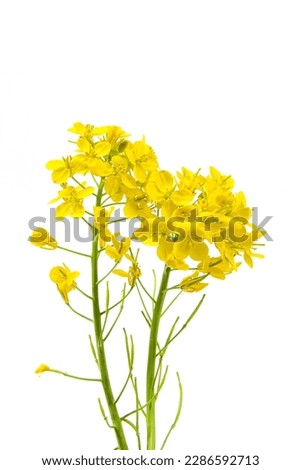 Blossoms, rapeseed flowers isolated on white background,  Royalty-Free Stock Photo #2286592713