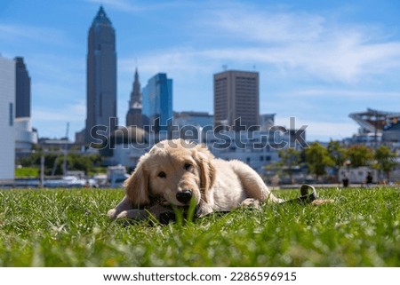 Golden Retriever Puppy playing in the park with Cleveland City Skyline in the background