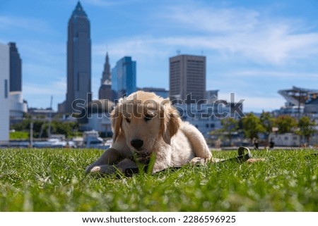 Puppy Dog Eyes - Golden Retriever Puppy playing in the park with Cleveland City Skyline in the background	