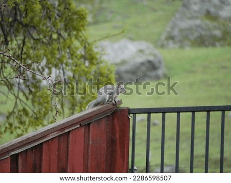 Squirrel on fence with hill in background