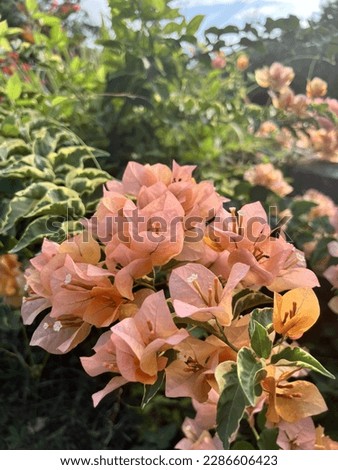 Bougainvillea spectabilis grows as a woody vine or shrub. The flowers are generally small, white, and inconspicuous, highlighted by several brightly colored modified leaves called bracts. Peach Flower