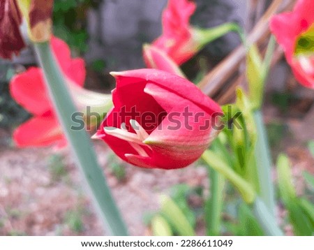 Amaryllis is a flower that represents romance.