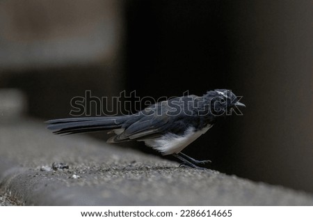 The picture of willie wagtail start to takeoff.