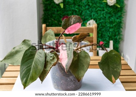 Philodendron pink princess plant in isolated closed up view indicating house gardening  Royalty-Free Stock Photo #2286619999