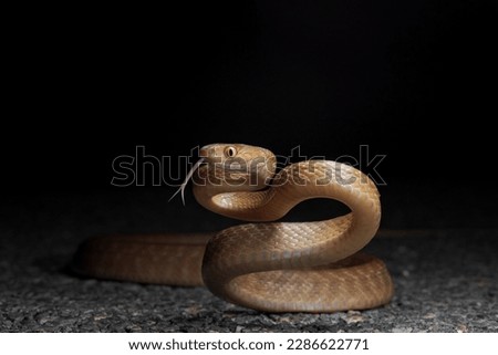 Brown tree snake (Boiga irregularis) on the road