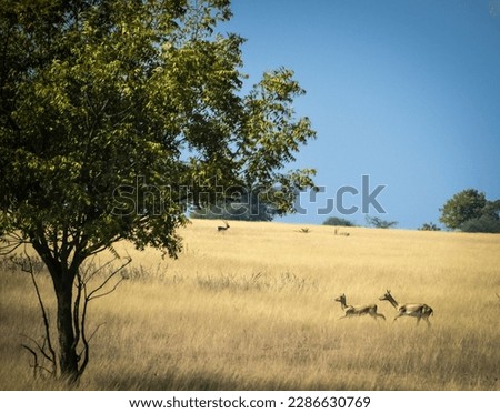Grasslands of Andhrapradesh Rollapadu Wildlife Sanctuary