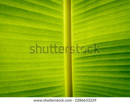 abstract background texture close up banana leaf