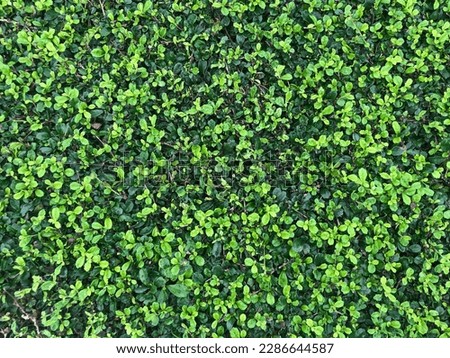 decorative shrub close up background. Background of an evergreen shrub.