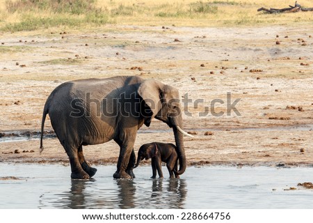 African elephants with baby elephant drinking at waterhole Hwange national park, Matabeleland, North Zimbabwe. True wildlife photography Royalty-Free Stock Photo #228664756
