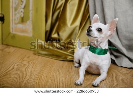 A white chihuahua dog lies on a floor covered with wooden parquet and looks up high. On the dog's neck is a green ribbon in the form of a collar. Behind the dog are thick curtains.