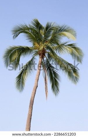 Coconut palm tree with blue sky