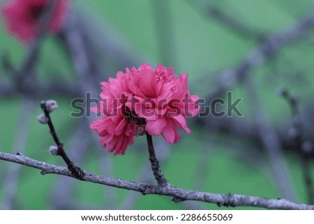 Double peach blossoms with cute pink color