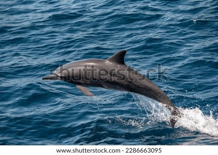 nature, dolphin, swim, ocean, blue, sea, water, mammal Royalty-Free Stock Photo #2286663095