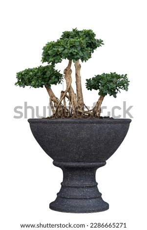 Ficus microcarpa, Green Island, Wax Fig, Panda Ficus or Dollar Ficus growing in pot with drops isolated on white background included clipping path.