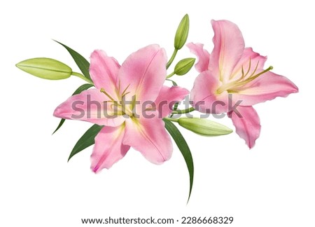 Pink lily flower bouquet isolated on white background for card and decoration Royalty-Free Stock Photo #2286668329