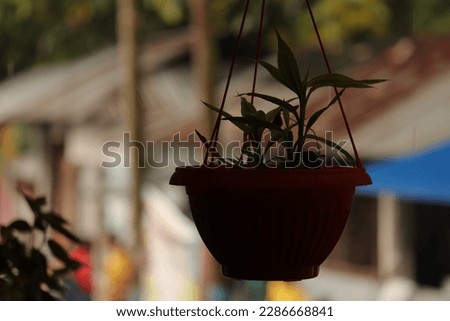 beautiful decorative hanging pots with colorful plants hanging on the balcony