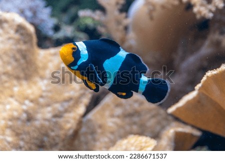 Black and white clownfish (percula clownfish,clown anemonefish, anemonefishes)