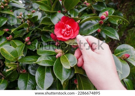 A hand touching a species of Camellia japonica, also known as tsubaki in Japan. There are many different types of tsubaki.