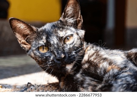 picture of a black and orange housecat looking at camera 