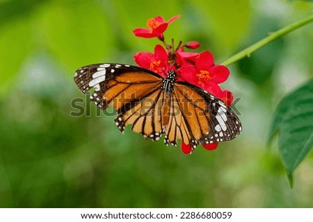 The monarch butterfly (Danaus plexippus) is a milkweed butterfly (subfamily Danainae) in the family Nymphalidae.